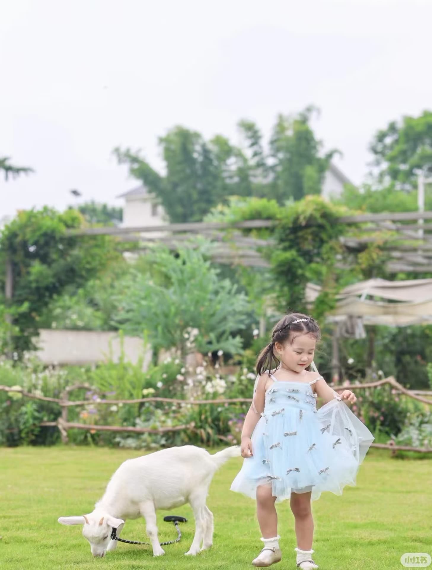 花园草坪孩子与宠物羊
