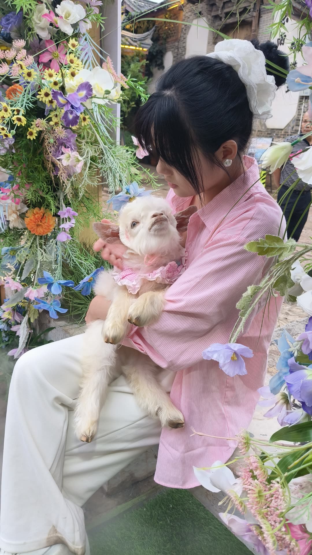 古镇花园怀抱宠物羊