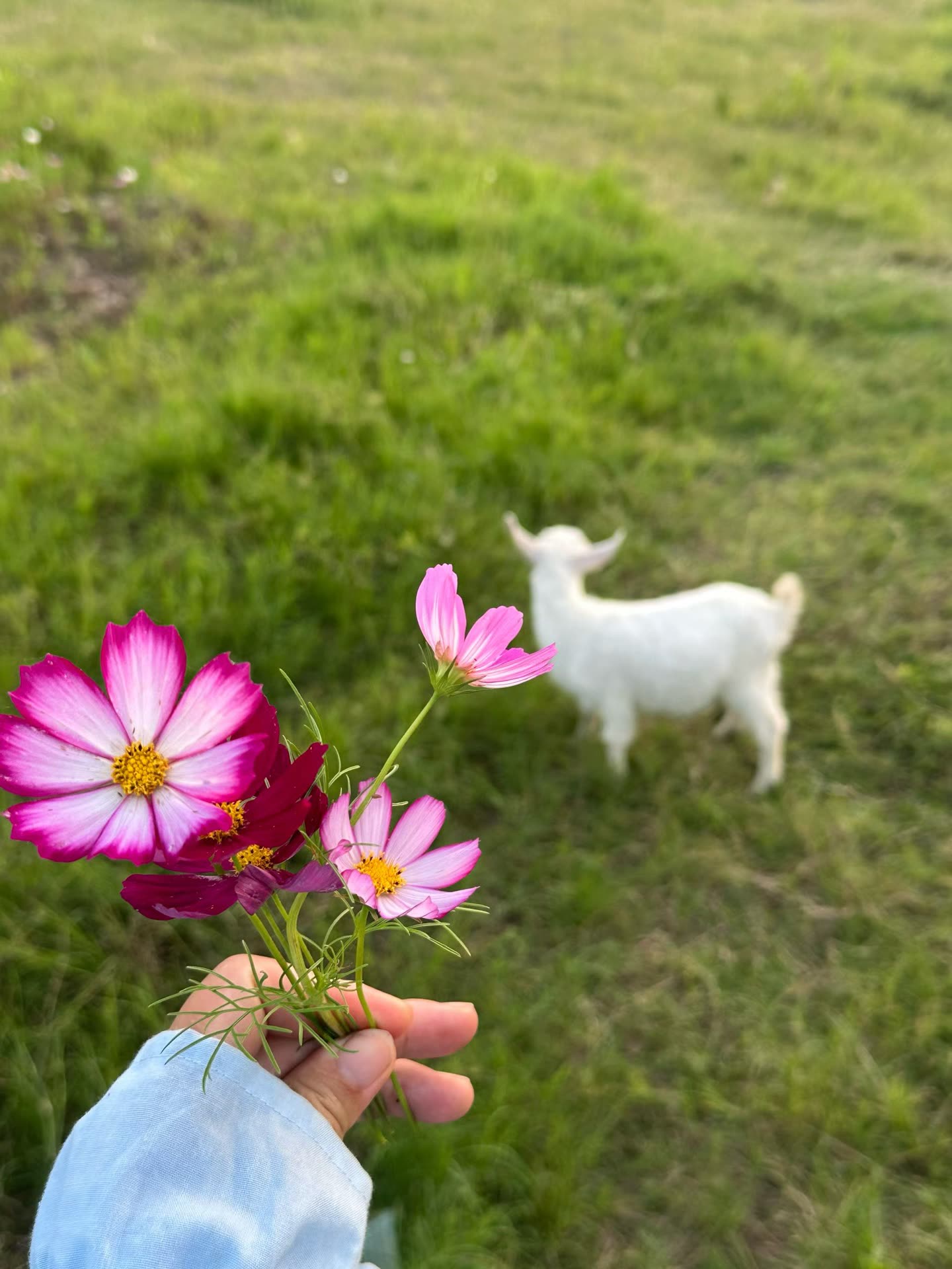 花园草坪与宠物羊