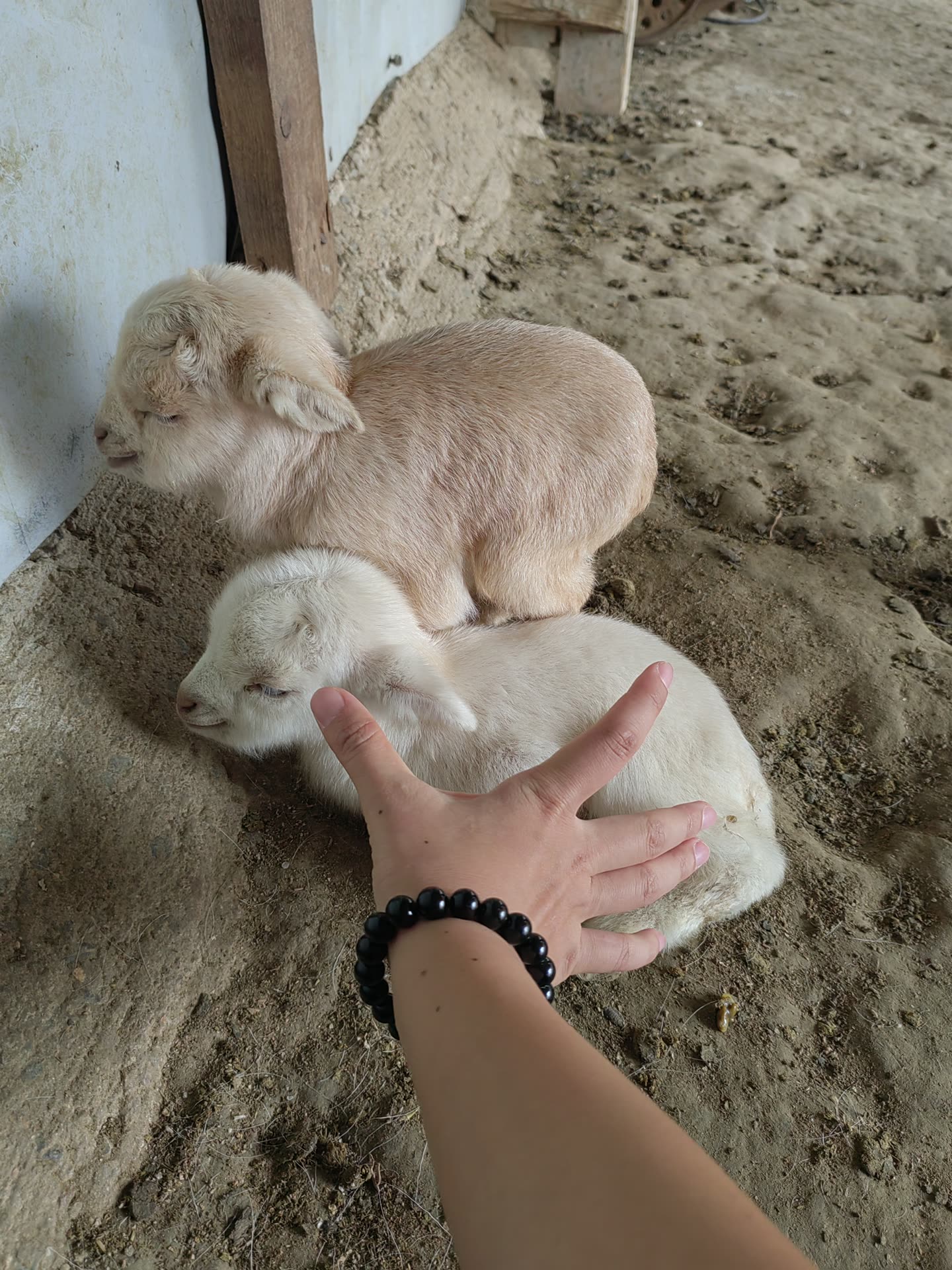 两只白色幼羊客户返图