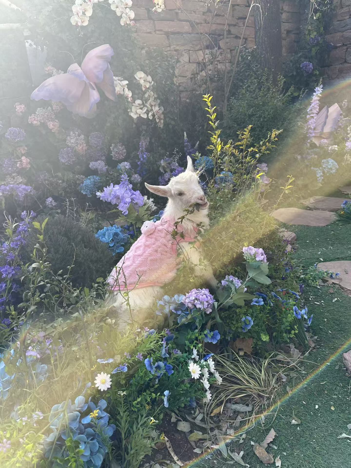 花丛白羊客户返图